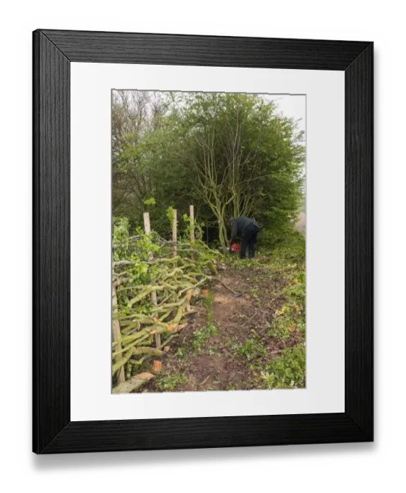 Framed Print : Badger Walker laying a hedge in the traditional Derbyshire style using wooden stakes Framed Print : Badger Walker laying a hedge in the traditional Derbyshire style using wooden stakes