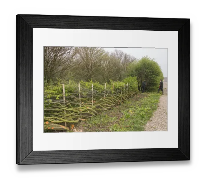 Framed Print : Badger Walker laying a hedge in the traditional Derbyshire style using wooden stakes Framed Print : Badger Walker laying a hedge in the traditional Derbyshire style using wooden stakes