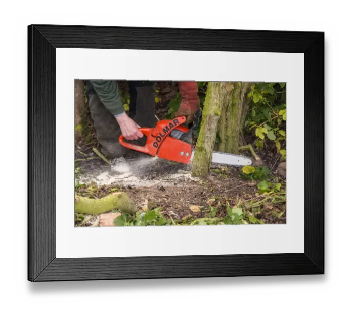 Framed Print : Using a chainsaw to cut hawthorn for hedge laying