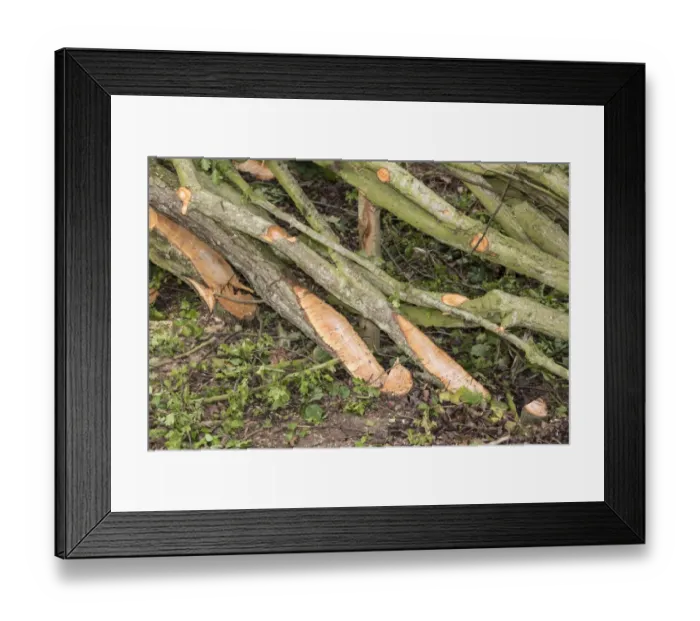 Framed Print : A newly laid hedge showing how the hawthorn is split and laid to one side