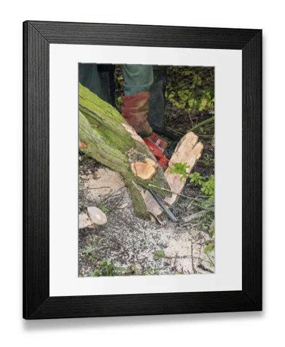 Framed Print : Using a chainsaw to partly cut hawthorn which is then laid to one side Framed Print : Using a chainsaw to partly cut hawthorn which is then laid to one side