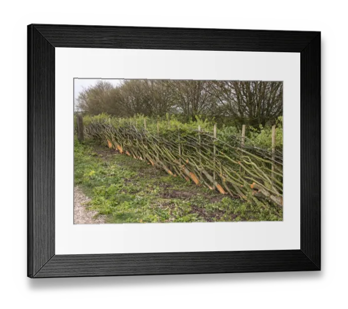 Framed Print : A hedge laid in the traditional Derbyshire style using stakes Framed Print : A hedge laid in the traditional Derbyshire style using stakes
