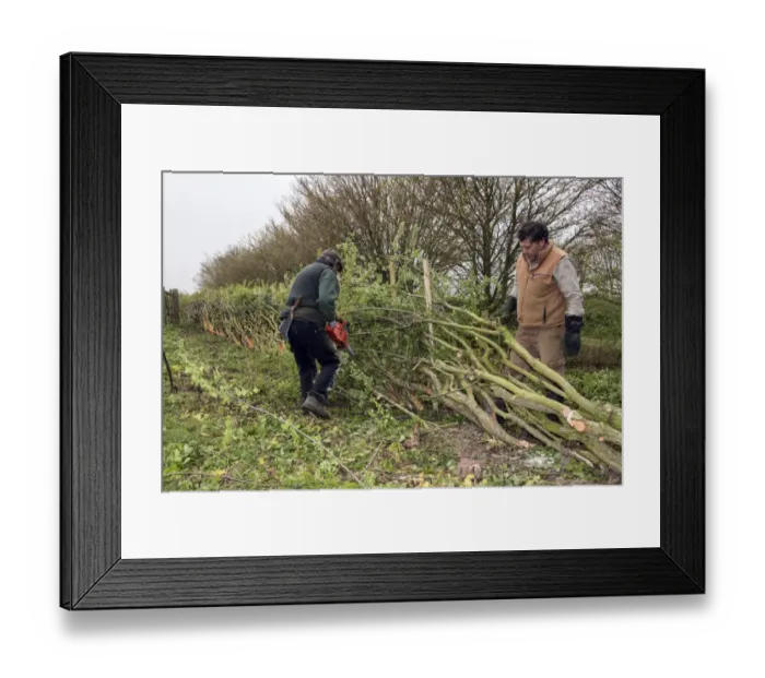 Framed Print : Badger Walker (on right) laying a hedge in the traditional Derbyshire style using wooden stakes