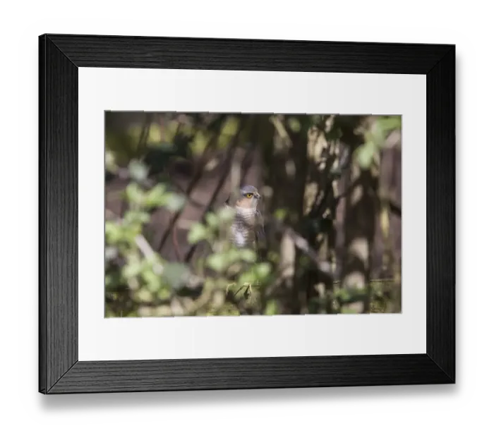 Framed Print : Sparrowhawk waiting in garden hedge for unsuspecting small bird Framed Print : Sparrowhawk waiting in garden hedge for unsuspecting small bird