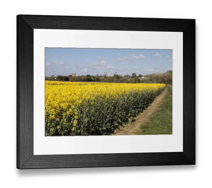 Framed Print : A flowering field of Rapeseed (Brassica napus), also known as oilseed rape