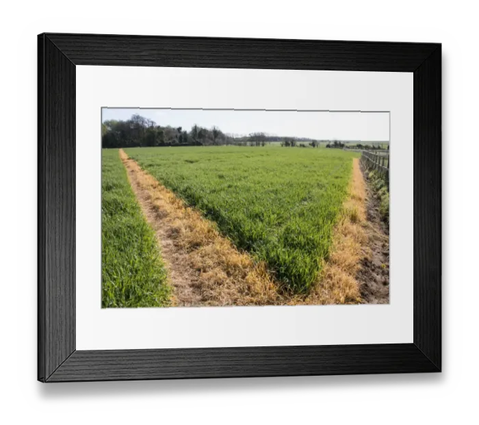 Framed Print : A footpath across a wheat field has been sprayed with roundup to keep it clear for public access. Orford Suffolk Framed Print : A footpath across a wheat field has been sprayed with roundup to keep it clear for public access. Orford Suffolk