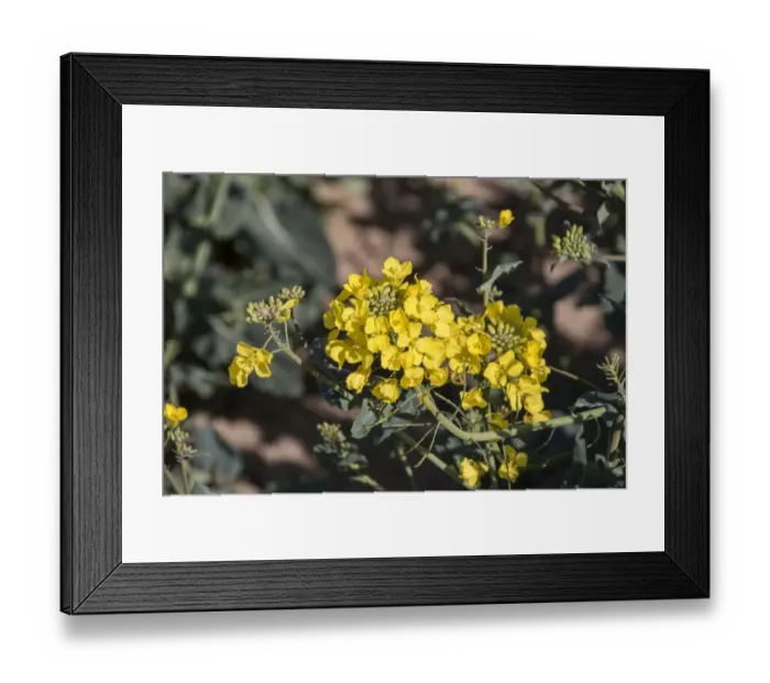 Framed Print : The flower of Rapeseed (Brassica napus), also known as oilseed rape
