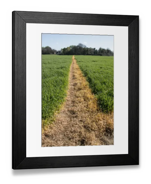 Framed Print : A footpath across a wheat field has been sprayed with roundup to keep it clear for public access. Orford Suffolk Framed Print : A footpath across a wheat field has been sprayed with roundup to keep it clear for public access. Orford Suffolk