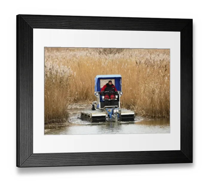 Framed Print : Habitat management for conservation, worker cutting channels in reedbed, improving water flow to increase biodiversity Framed Print : Habitat management for conservation, worker cutting channels in reedbed, improving water flow to increase biodiversity