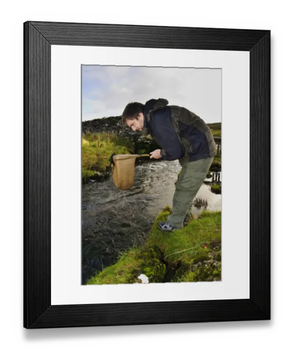 Framed Print : Entomologist surveying for invertebrates in river, above Catrigg Force, Stainforth Beck, Stainforth Framed Print : Entomologist surveying for invertebrates in river, above Catrigg Force, Stainforth Beck, Stainforth