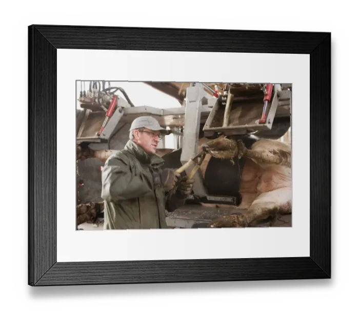 Framed Print : Farmer trimming hooves of cattle in hoof trimming crush, England, May Framed Print : Farmer trimming hooves of cattle in hoof trimming crush, England, May