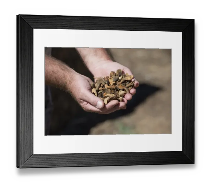 Framed Print : Cattle farming, farmer holding Almond (Prunus dulcis) husks for feeding to milking cows, Cobram, Victoria, Australia Framed Print : Cattle farming, farmer holding Almond (Prunus dulcis) husks for feeding to milking cows, Cobram, Victoria, Australia