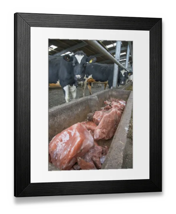 Framed Print : Concrete trough with mineral blocks in cubicle house on dairy farm, Cheshire, England, February Framed Print : Concrete trough with mineral blocks in cubicle house on dairy farm, Cheshire, England, February