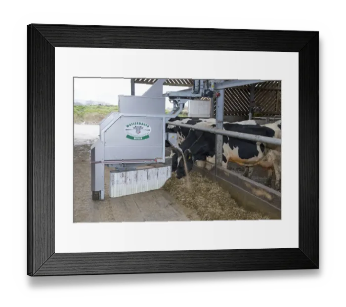Framed Print : Wasserbauer Butler automatic feeder and scraper on dairy farm, Lancashire, England, February Framed Print : Wasserbauer Butler automatic feeder and scraper on dairy farm, Lancashire, England, February