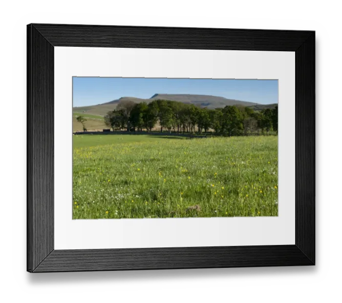 Framed Print : View of traditional wildflower hay meadow, Cumbria, England, June Framed Print : View of traditional wildflower hay meadow, Cumbria, England, June