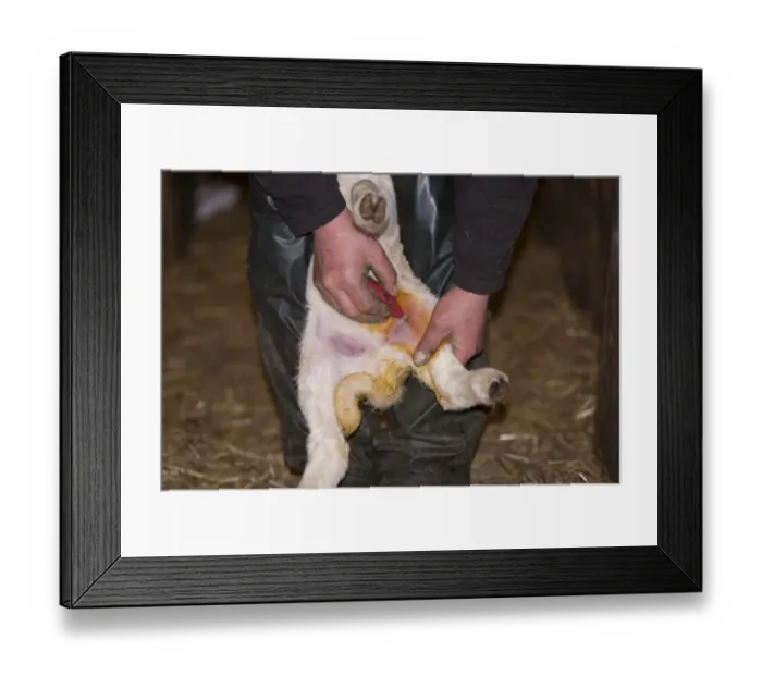 Framed Print : Sheep farming, farmer applying Orf vaccine to lamb, Chipping, Lancashire, England, May Framed Print : Sheep farming, farmer applying Orf vaccine to lamb, Chipping, Lancashire, England, May