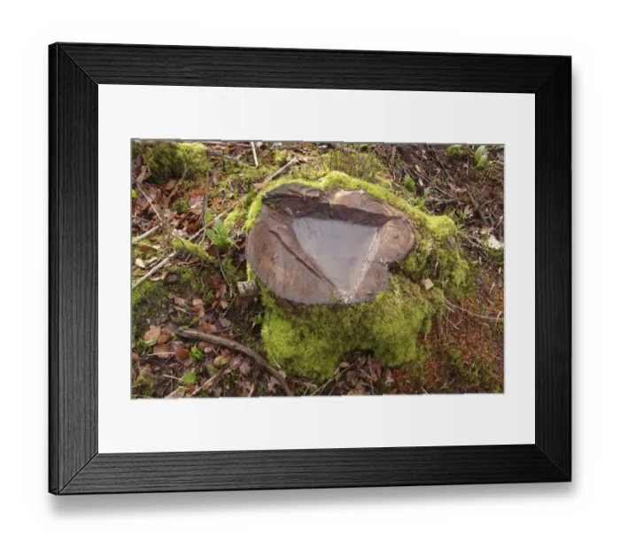Framed Print : Coppiced stool with collected water, in coppice woodland, Ox Close Wood, Wetherby, West Yorkshire, England, March Framed Print : Coppiced stool with collected water, in coppice woodland, Ox Close Wood, Wetherby, West Yorkshire, England, March