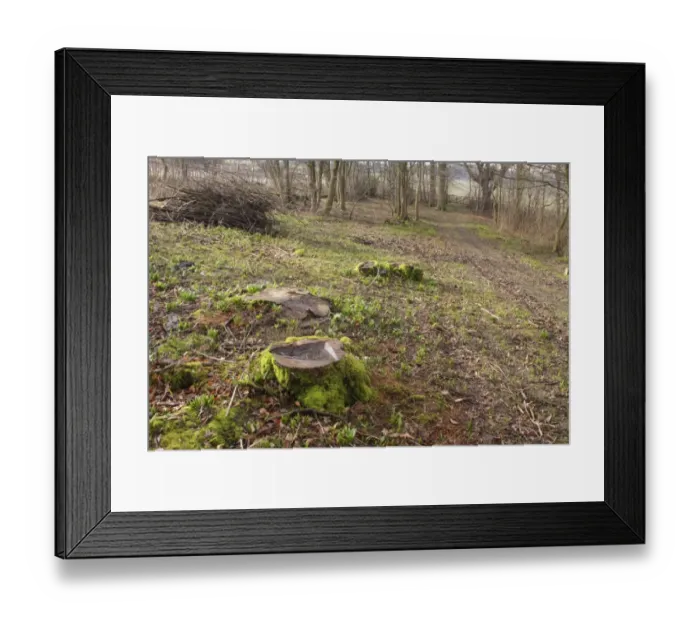 Framed Print : Coppiced stools and Ramsons (Allium ursinum) growing beside path in coppice woodland, Ox Close Wood, Wetherby Framed Print : Coppiced stools and Ramsons (Allium ursinum) growing beside path in coppice woodland, Ox Close Wood, Wetherby