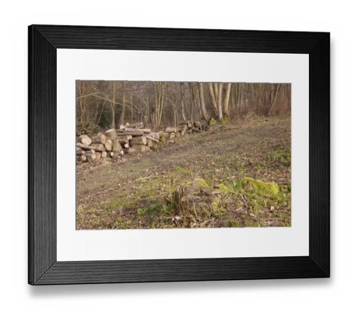 Framed Print : Coppiced stool and log pile, in coppice woodland, Ox Close Wood, Wetherby, West Yorkshire, England, March Framed Print : Coppiced stool and log pile, in coppice woodland, Ox Close Wood, Wetherby, West Yorkshire, England, March