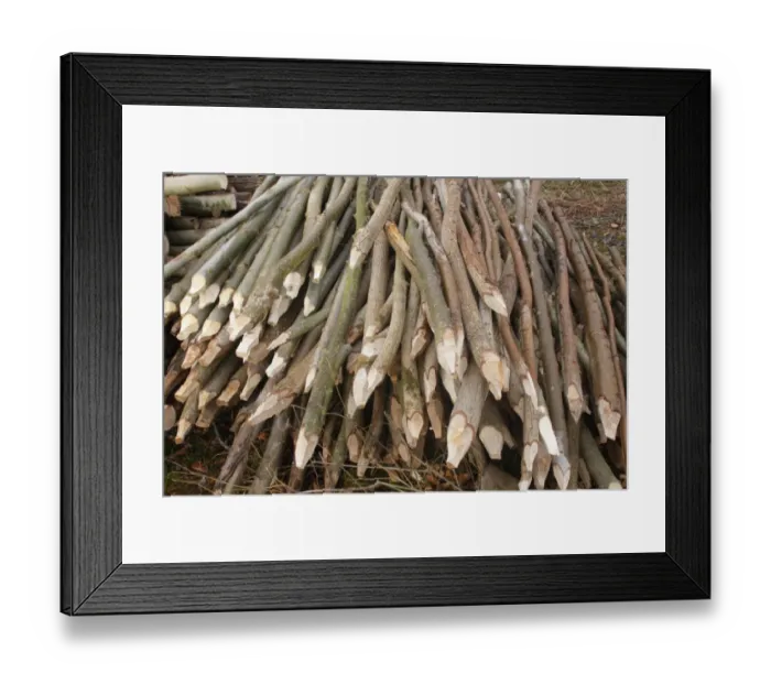 Framed Print : Cut stems made into stakes, in coppice woodland, Ox Close Wood, Wetherby, West Yorkshire, England, March Framed Print : Cut stems made into stakes, in coppice woodland, Ox Close Wood, Wetherby, West Yorkshire, England, March