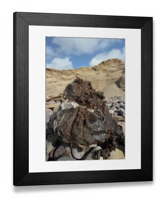 Framed Print : Large blob of grease washed up on beach, Gower Peninsula, West Glamorgan, South Wales, March Framed Print : Large blob of grease washed up on beach, Gower Peninsula, West Glamorgan, South Wales, March