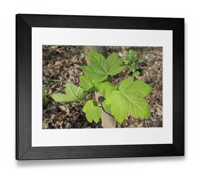 Framed Print : Sycamore (Acer pseudoplatanus) close-up of leaves, growing in woodland, Vicarage Plantation, Mendlesham, Suffolk Framed Print : Sycamore (Acer pseudoplatanus) close-up of leaves, growing in woodland, Vicarage Plantation, Mendlesham, Suffolk