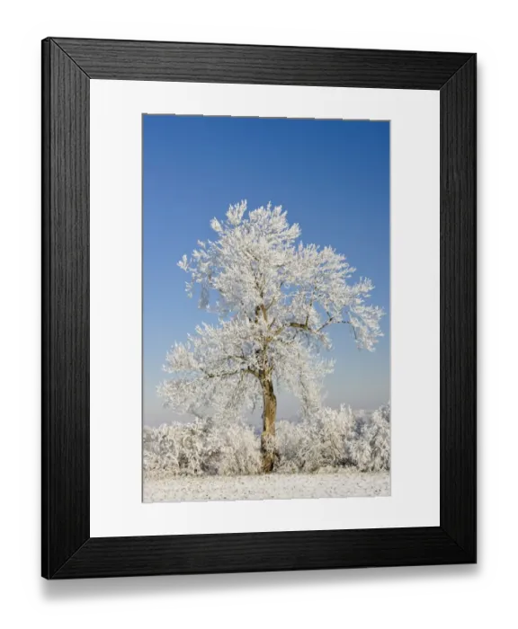 Framed Print : Hoar frost on Oak (Quercus sp. ) tree, Staffordshire, England, December Framed Print : Hoar frost on Oak (Quercus sp. ) tree, Staffordshire, England, December