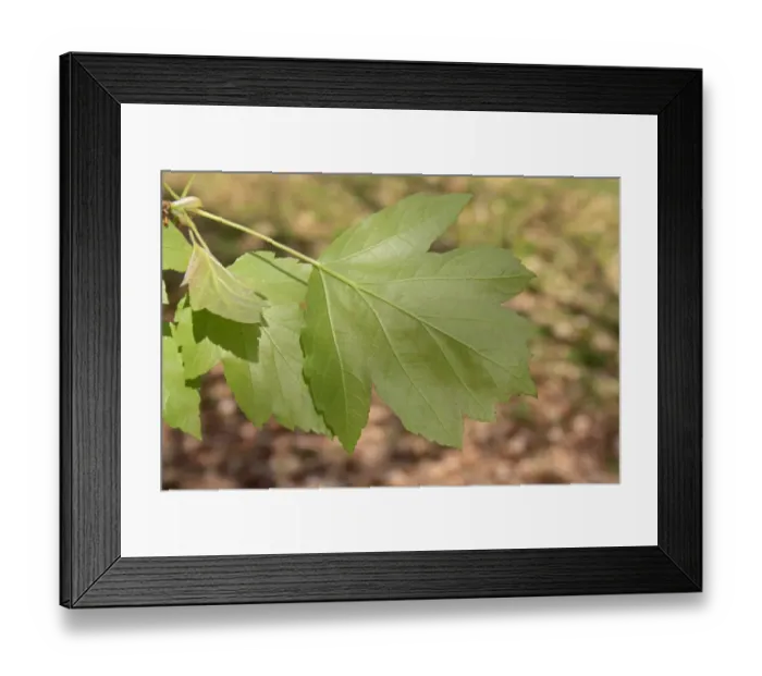 Framed Print : Wild Service Tree (Sorbus torminalis) close-up of leaves underside, growing in woodland, Vicarage Plantation Framed Print : Wild Service Tree (Sorbus torminalis) close-up of leaves underside, growing in woodland, Vicarage Plantation