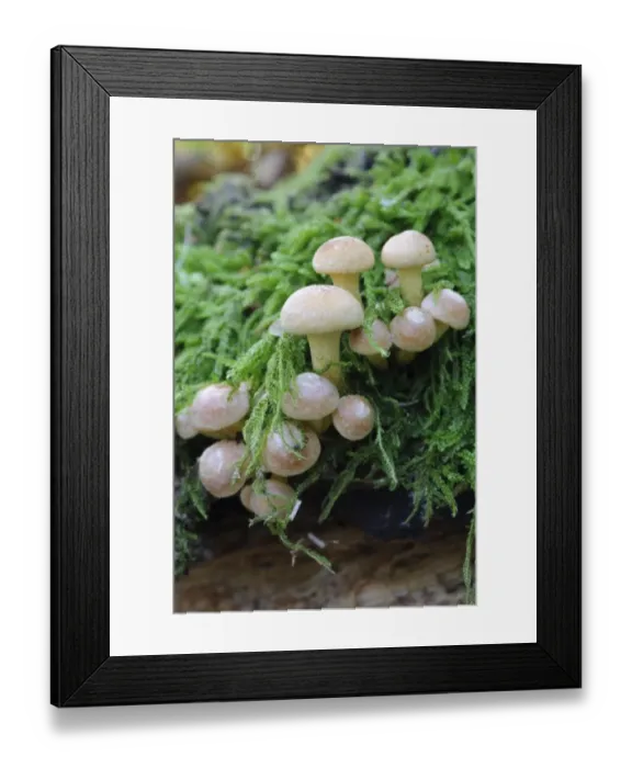 Framed Print : Sulphur Tuft Fungi (Hypholoma fasciculare) fruiting bodies, growing amongst moss in woodland, Cannock Chase Framed Print : Sulphur Tuft Fungi (Hypholoma fasciculare) fruiting bodies, growing amongst moss in woodland, Cannock Chase