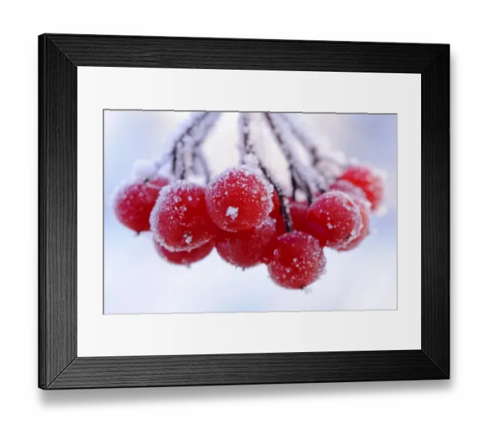 Framed Print : Frost covered red berries, Staffordshire, England, December Framed Print : Frost covered red berries, Staffordshire, England, December