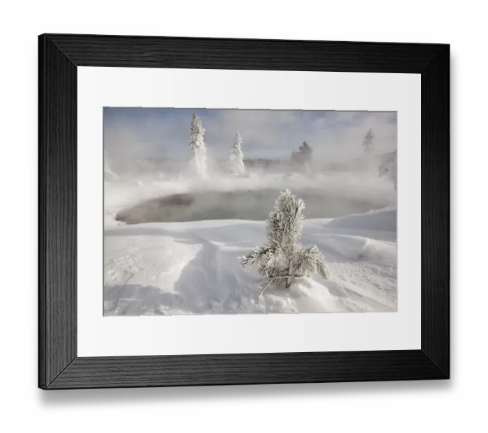 Framed Print : Frost covered trees and snow in thermal basin, Tire Pool, Midway Geyser Basin, Yellowstone N. P. Wyoming, U. S. A Framed Print : Frost covered trees and snow in thermal basin, Tire Pool, Midway Geyser Basin, Yellowstone N. P. Wyoming, U. S. A