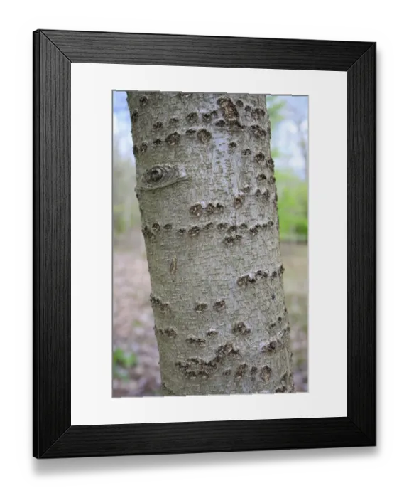 Framed Print : Wild Service Tree (Sorbus torminalis) close-up of trunk, growing in woodland, Vicarage Plantation, Mendlesham, Suffolk Framed Print : Wild Service Tree (Sorbus torminalis) close-up of trunk, growing in woodland, Vicarage Plantation, Mendlesham, Suffolk