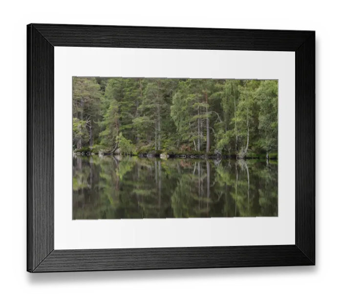 Framed Print : Scots Pine (Pinus sylvestris) forest habitat reflected in freshwater loch, Loch Garten, Loch Garten RSPB Reserve Framed Print : Scots Pine (Pinus sylvestris) forest habitat reflected in freshwater loch, Loch Garten, Loch Garten RSPB Reserve