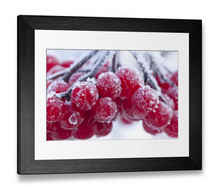 Framed Print : Frost covered red berries, Staffordshire, England, December Framed Print : Frost covered red berries, Staffordshire, England, December