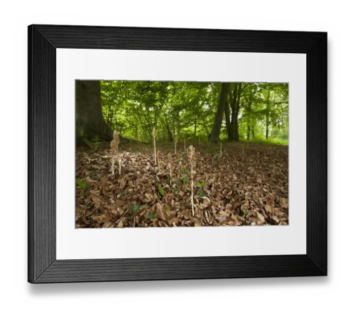 Framed Print : Birds Nest Orchid (Neottia nidus-avis) flowering, growing amongst leaf litter in deciduous woodland habitat, Holt Framed Print : Birds Nest Orchid (Neottia nidus-avis) flowering, growing amongst leaf litter in deciduous woodland habitat, Holt