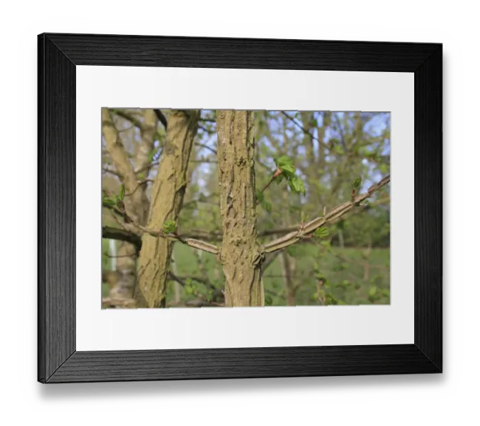 Framed Print : Field Maple (Acer campestre) close-up of corky twigs, growing in woodland, Vicarage Plantation, Mendlesham, Suffolk Framed Print : Field Maple (Acer campestre) close-up of corky twigs, growing in woodland, Vicarage Plantation, Mendlesham, Suffolk