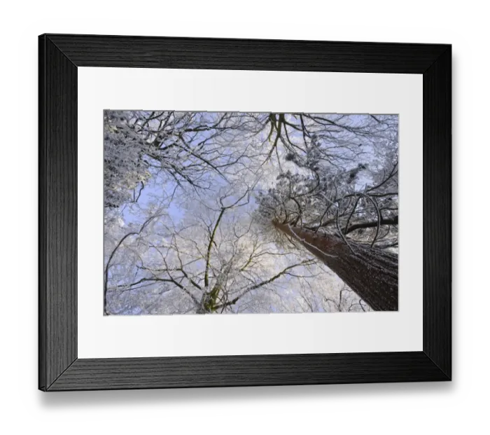 Framed Print : Hoar frost on deciduous and coniferous trees, Staffordshire, England, December Framed Print : Hoar frost on deciduous and coniferous trees, Staffordshire, England, December
