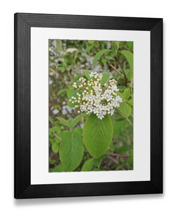 Framed Print : Wayfaring Tree (Viburnum lantana) close-up of flowers and leaves, growing in woodland, Vicarage Plantation, Mendlesham