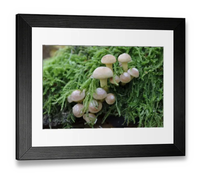 Framed Print : Sulphur Tuft Fungi (Hypholoma fasciculare) fruiting bodies, growing amongst moss in woodland, Cannock Chase Framed Print : Sulphur Tuft Fungi (Hypholoma fasciculare) fruiting bodies, growing amongst moss in woodland, Cannock Chase