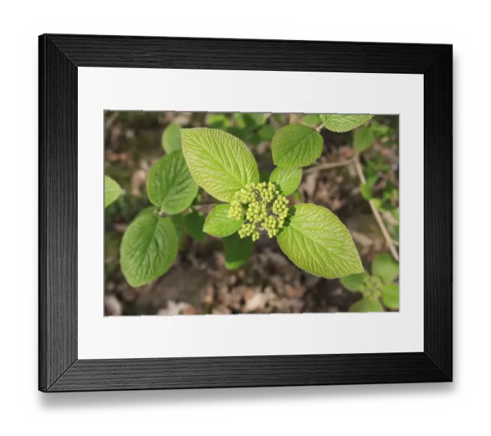 Framed Print : Wayfaring Tree (Viburnum lantana) close-up of flowerbuds and leaves, growing in woodland, Vicarage Plantation
