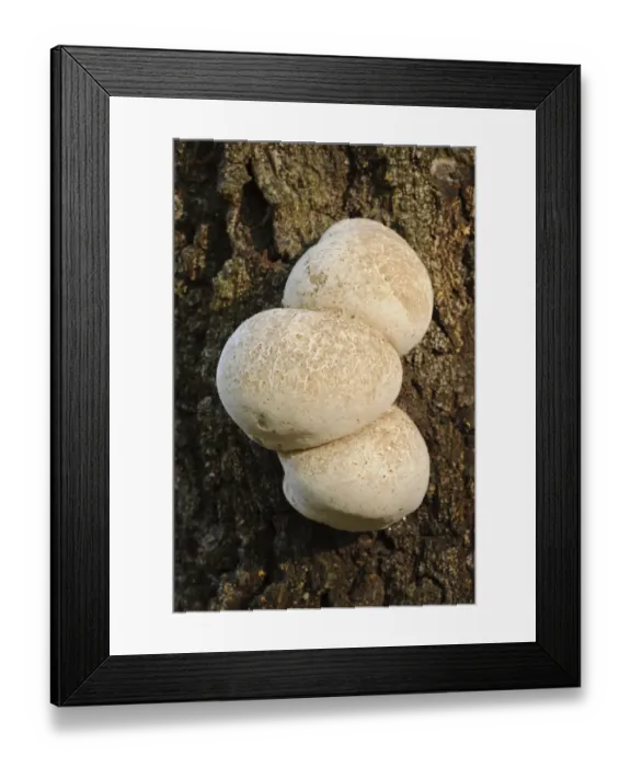 Framed Print : Birch Polypore (Piptoporus betulinus) young fruiting bodies, growing on oak trunk, Cannock Chase, Staffordshire Framed Print : Birch Polypore (Piptoporus betulinus) young fruiting bodies, growing on oak trunk, Cannock Chase, Staffordshire