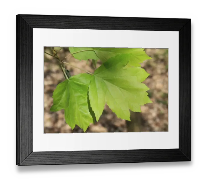 Framed Print : Wild Service Tree (Sorbus torminalis) close-up of leaves, growing in woodland, Vicarage Plantation, Mendlesham
