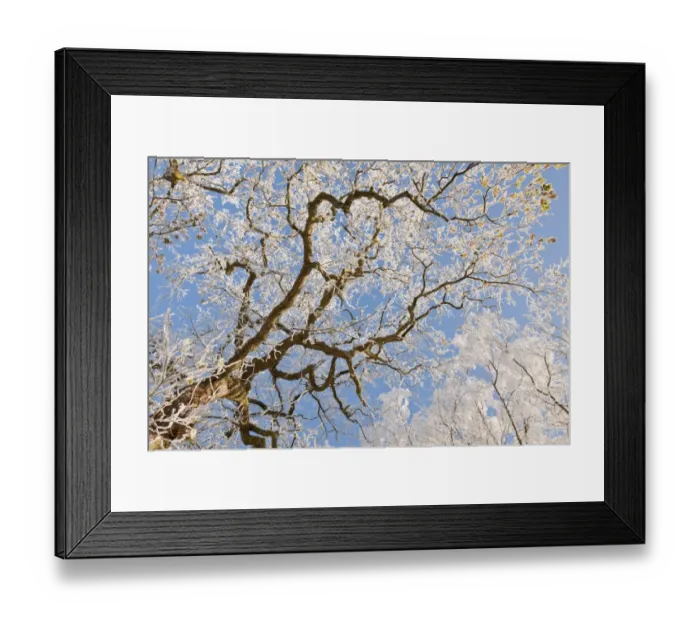 Framed Print : Hoar frost on Oak (Quercus sp. ) tree, Staffordshire, England, December Framed Print : Hoar frost on Oak (Quercus sp. ) tree, Staffordshire, England, December