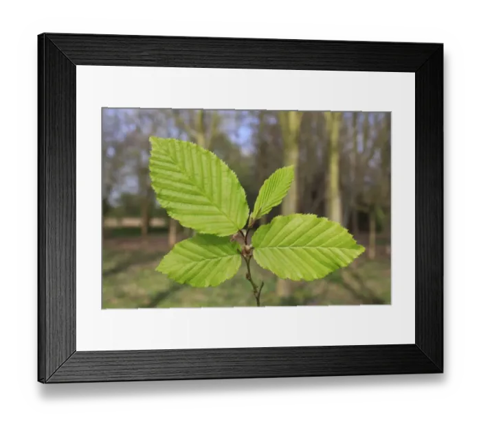Framed Print : European Hornbeam (Carpinus betulus) close-up of leaves, growing in woodland, Vicarage Plantation, Mendlesham, Suffolk