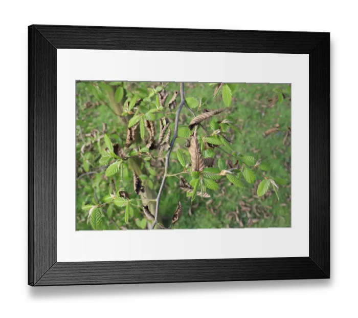 Framed Print : European Hornbeam (Carpinus betulus) close-up of newly emerged leaves and dead leaves retained on twigs through winter