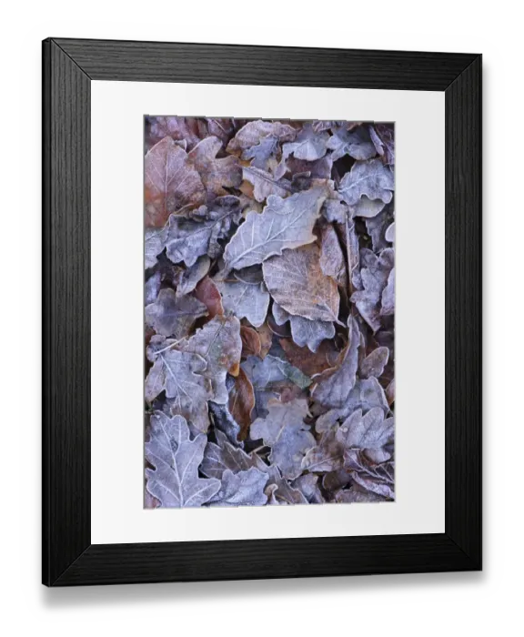 Framed Print : Frost covered fallen leaves, Blithfield, Staffordshire, England, November