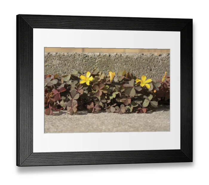 Framed Print : Creeping Woodsorrel (Oxalis corniculata var. atropurpurea) purple-leaved form, flowering