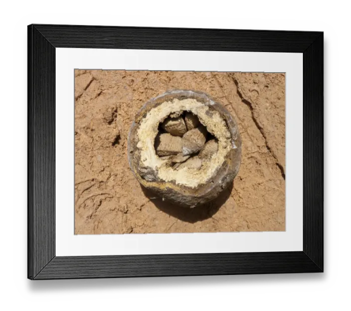 Framed Print : Brazil Nut (Bertholletia excelsa) opened fruit showing seeds inside, Santarem, Para, Brazil, March Framed Print : Brazil Nut (Bertholletia excelsa) opened fruit showing seeds inside, Santarem, Para, Brazil, March