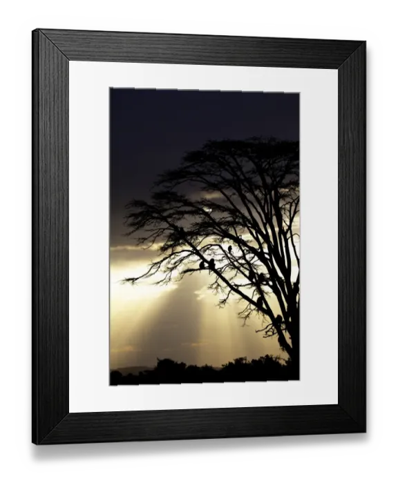 Framed Print : Olive Baboon (Papio anubis) adults, group sitting on tree branches, silhouetted at sunset, Ol Pejeta Conservancy Framed Print : Olive Baboon (Papio anubis) adults, group sitting on tree branches, silhouetted at sunset, Ol Pejeta Conservancy