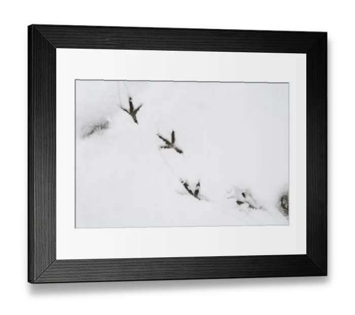 Framed Print : Wood Pigeon (Columba palumbus) footprints on snow in garden, Sowerby, North Yorkshire, England, January Framed Print : Wood Pigeon (Columba palumbus) footprints on snow in garden, Sowerby, North Yorkshire, England, January